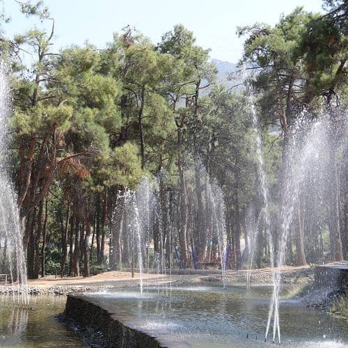 Pine Scent in Çamlık Park