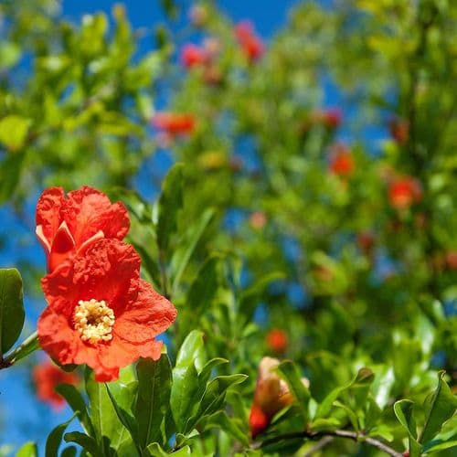 Pomegranate Tree