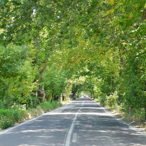 Road with Plane Trees