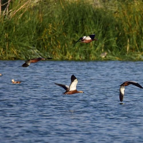 Samsun Bird Sanctuary