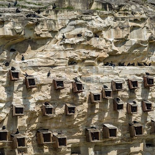 Die Vögel von Şanlıurfa