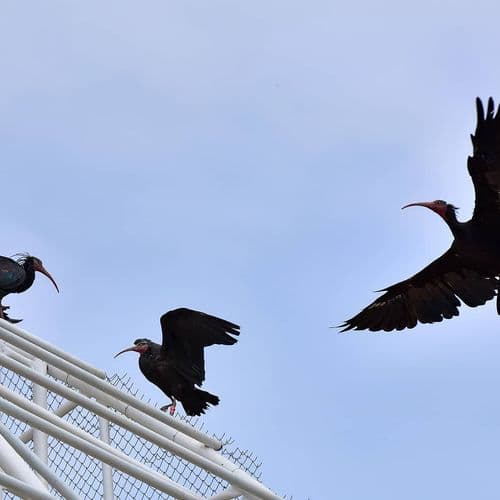 Die Vögel von Şanlıurfa