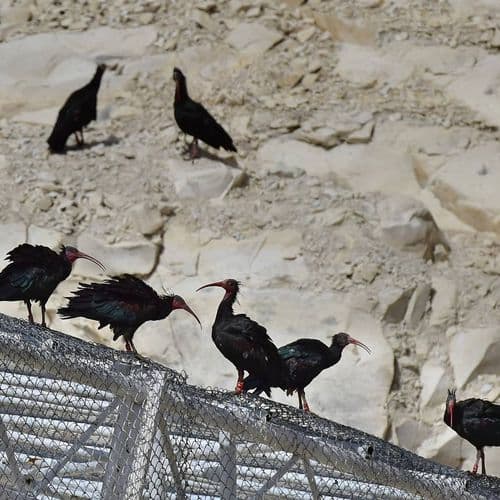 Die Vögel von Şanlıurfa