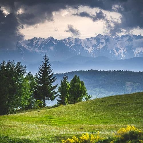 شاوشات، آرتوین