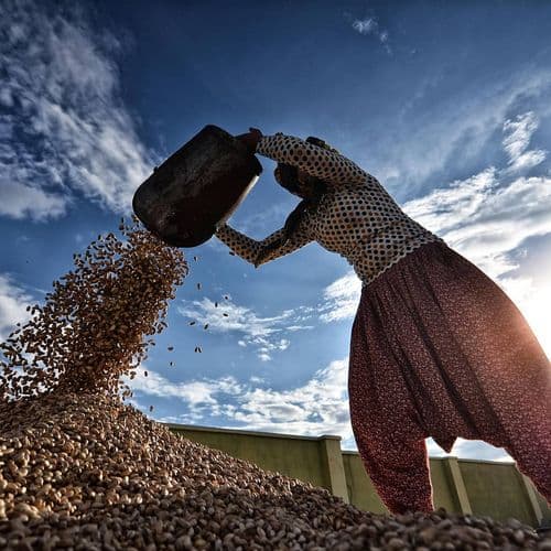 Gaziantep Pistachio Harvest