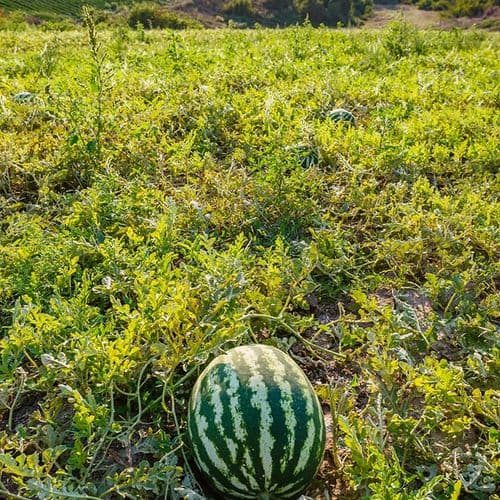 Watermelon Diyarbakır