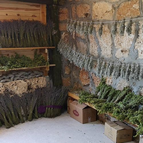 Thyme and Sage Scent