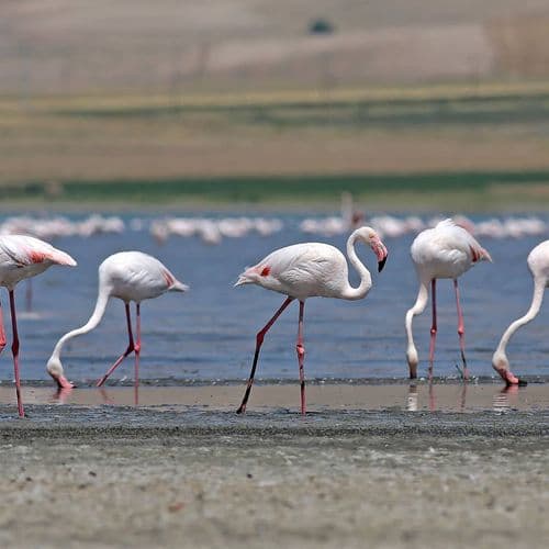 Flamingos