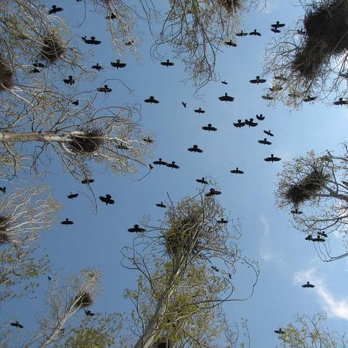 Erçek Lake Bird Sanctuary