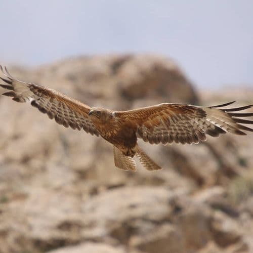 Erçek Lake Bird Sanctuary