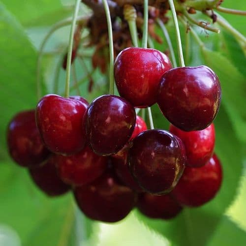 Yeşilyurt Dalbastı Cherry