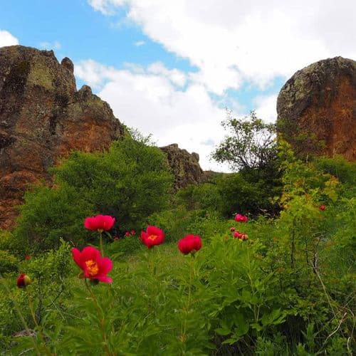 خزامىجَهيرلِك