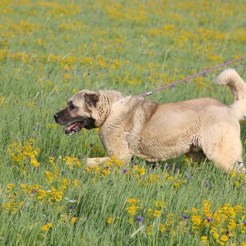 Kangal Dog