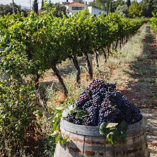 Urla Vineyard Route