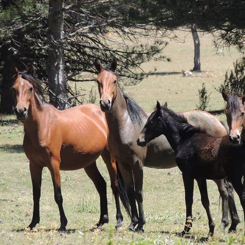 Sandıklı Akdağ Jade Horses