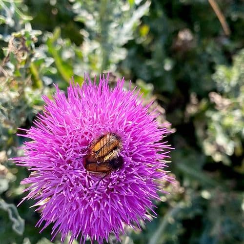 Prickly Petals Flower