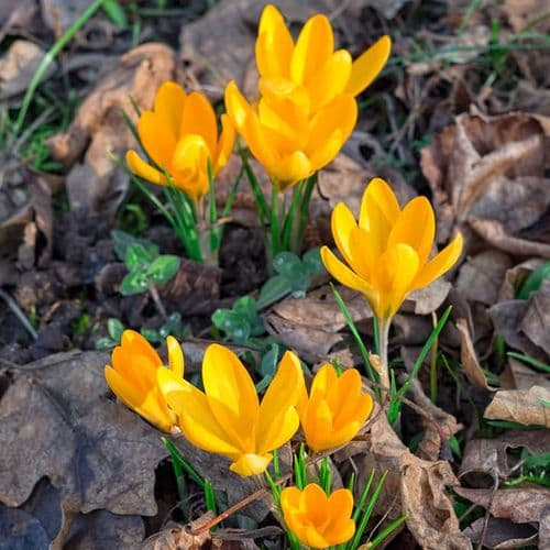 Yellow Crocuses