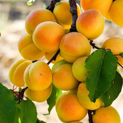 Apricot