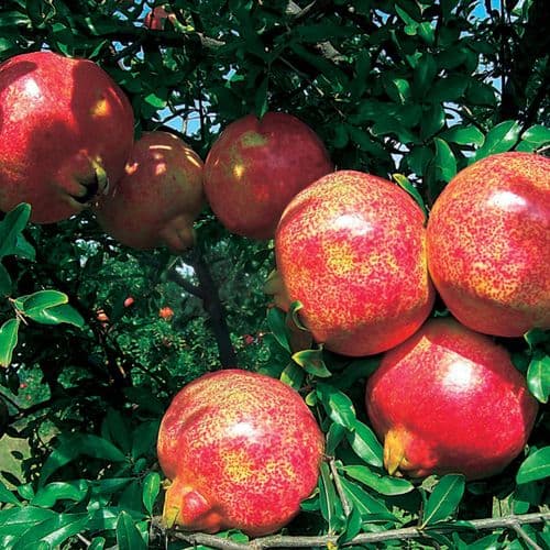 Pomegranate Tree