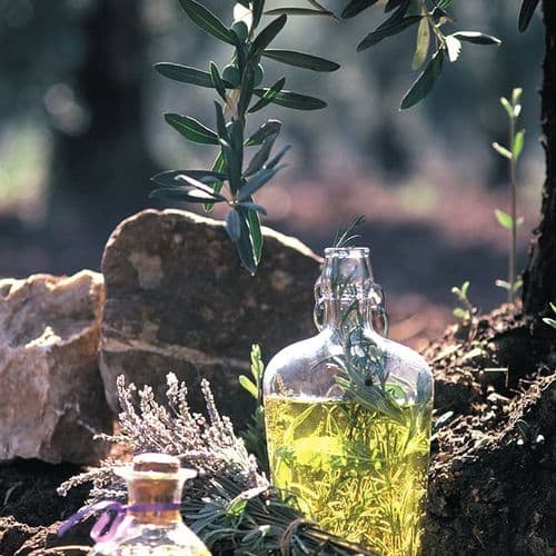 Çanakkale Zeytinciliği