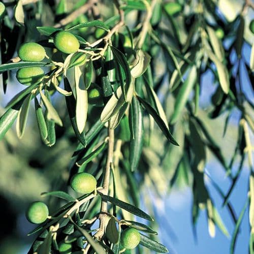 Çanakkale Zeytinciliği