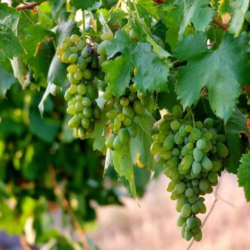 Cappadocia Grapes