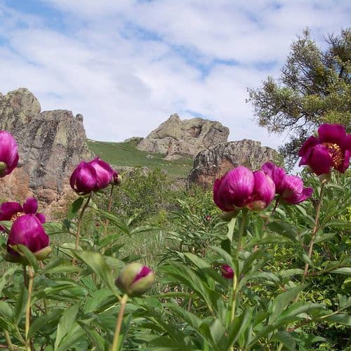 Çehrilik Tulip, Yozgat