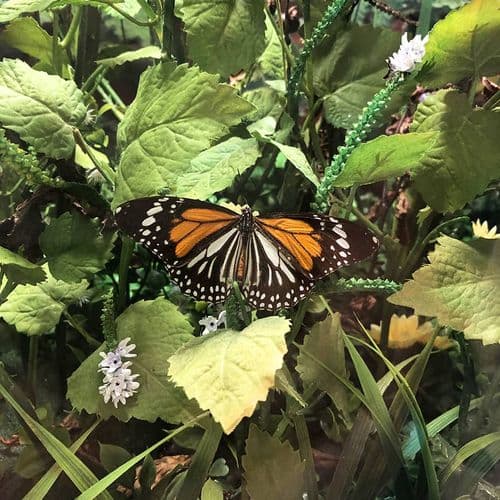 Tropical Butterfly Garden, Konya