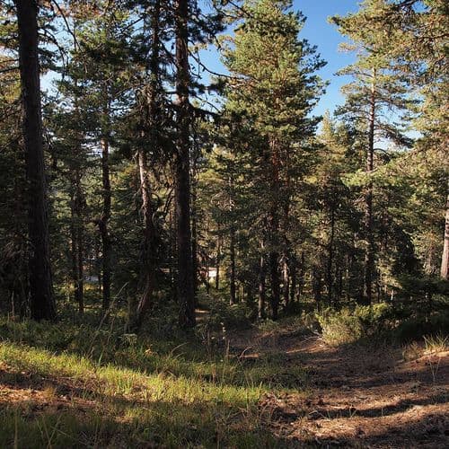 Kuşçaçimeni Highlands