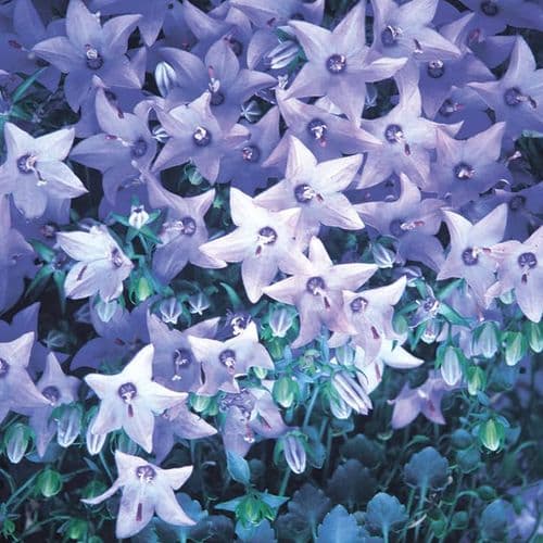 Cut and Potted Ornamental Plants