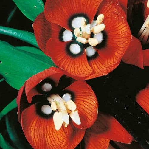 Cut and Potted Ornamental Plants