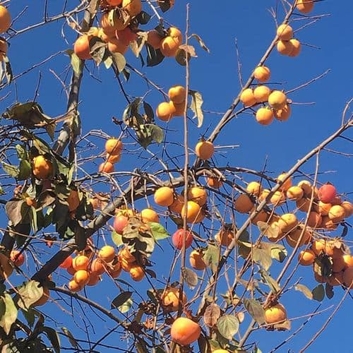 Apricot Tree Malatya