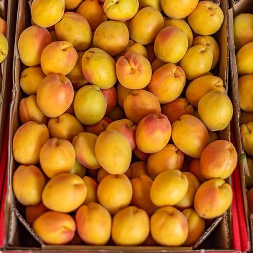 Fresh Apricot Malatya