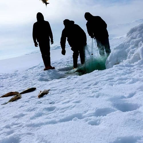 Fresh Fish From Lake Çıldır Kars