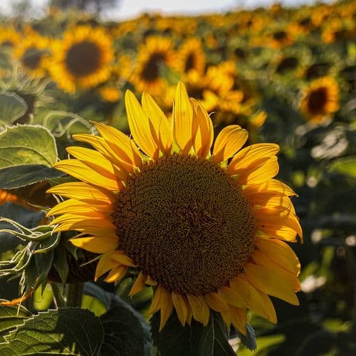 Sunflowers