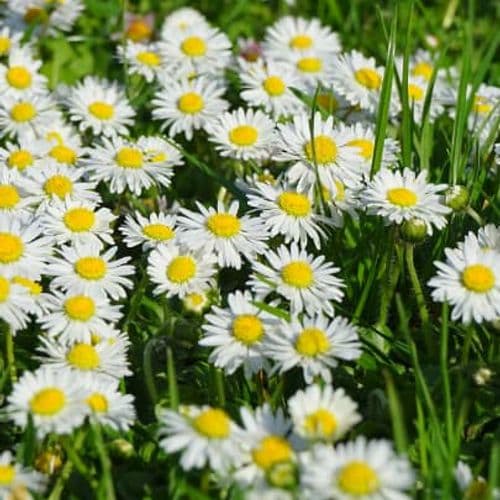 Forest and Nature Parks