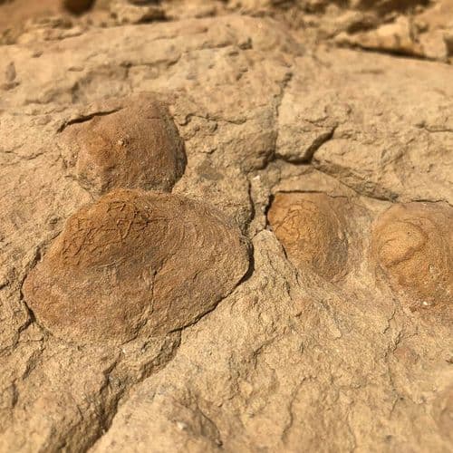 Fossilized Clams