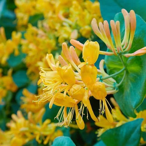 Honeysuckles