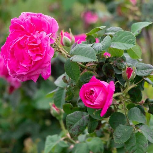 Isparta Rose Gardens