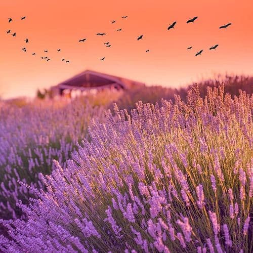 Lavender Fields of Isparta