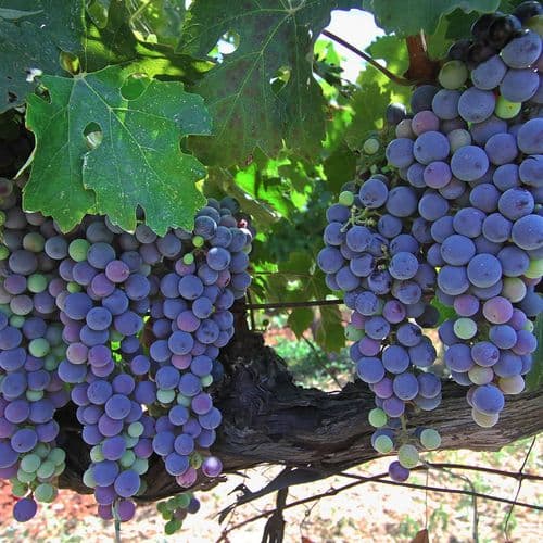 Grapes
