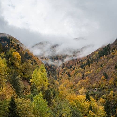 Örümcek Ormanları