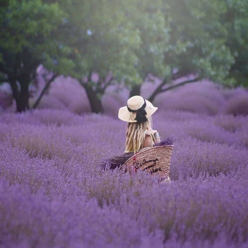 Lavender Gardens