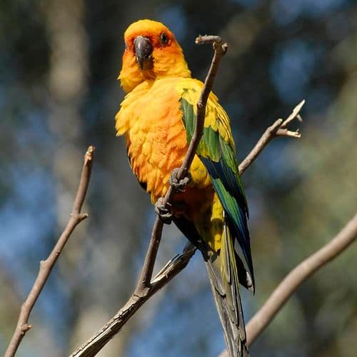 İzmir Bird Sanctuary