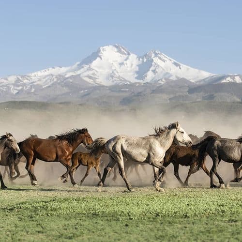 اسب های وحشی یلکی