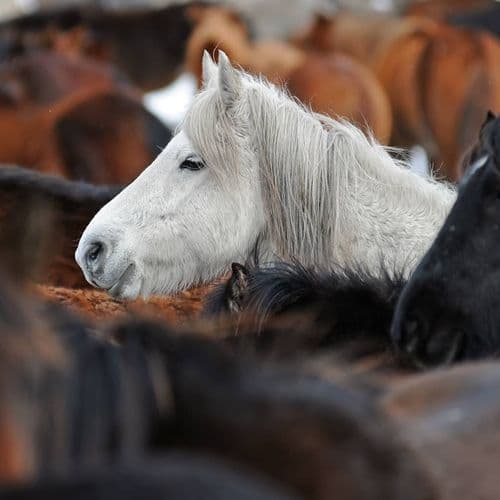 اسب های وحشی یلکی