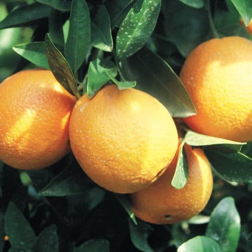 Citrus Fruits
