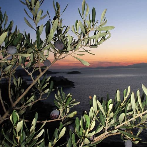 Olive Trees
