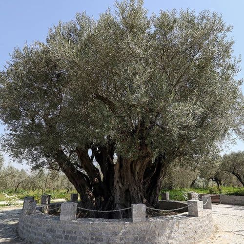 2000 Years Old Memorial Kırkağaç Olive Tree