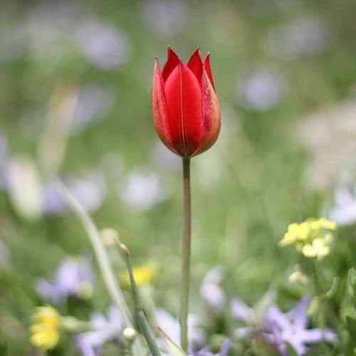 Manisa Tulips